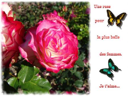 je t'aime